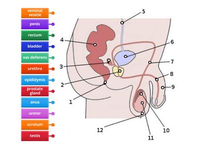 male reproductive system