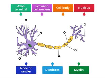 Neuron labelling