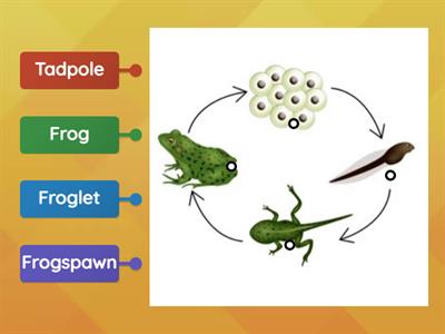 Life Cycle of a Frog