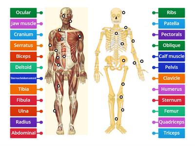 musculoskeletal