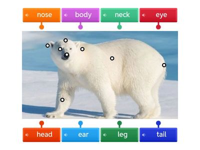 Polar bear