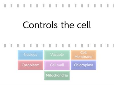 Cell structure functions