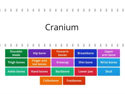 Bones of the Skeletal System