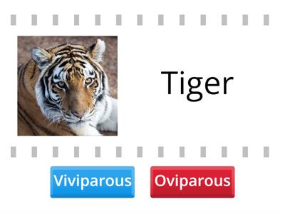 Viviparous - Oviparous