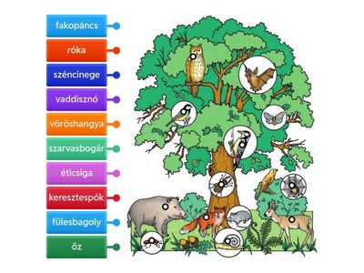 1. Az erdő szintjeinek állatai