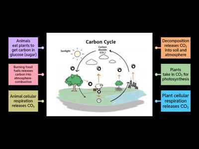 Carbon Cycle Diagram 