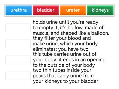 Urinary System Vocabulary 