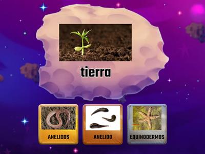 "NEE" ANELIDOS Y EQUINODERMOS