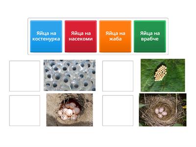 Яйцеснасящи животни