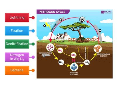 Nitrogen Cycle