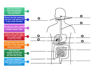 The Digestive System Functions