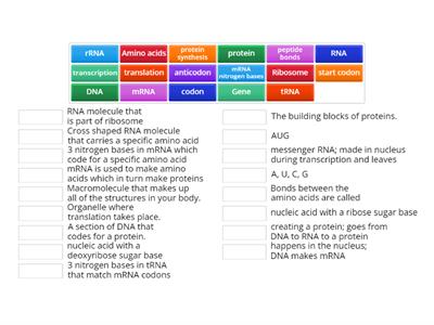 Protein synthesis vocab