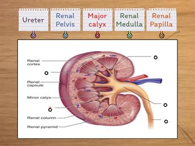 ANATOMY OF KIDNEY