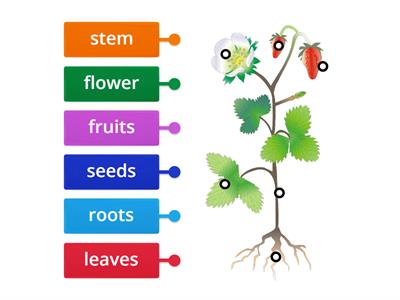 Parts of Plants 