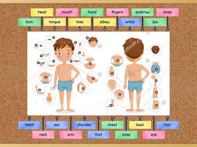  ESL Body Parts