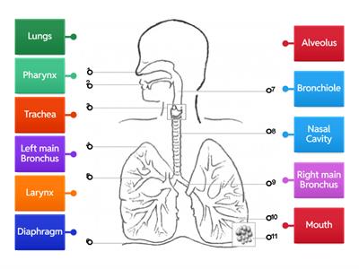 Respiratory System - Label the Diagram