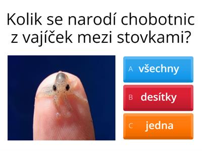 Hlavonožci