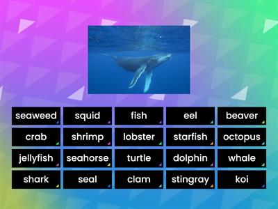 Sea Animals