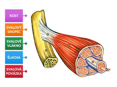 stavba kosterního svalu