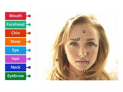 Parts of the face 