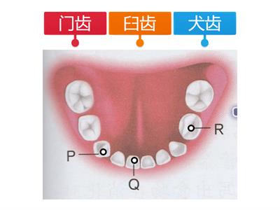 科学： 牙齿的种类（复习）