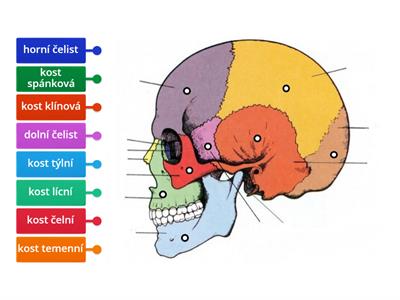 Kostra lebky - spojovačka 5.r.