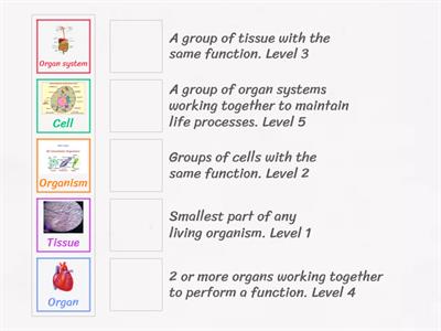 Levels of Organization