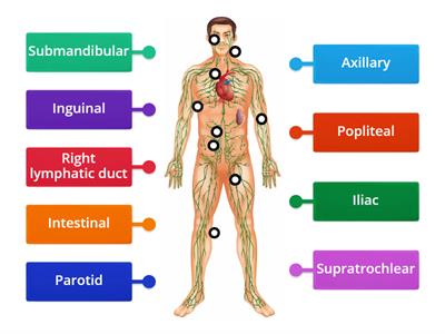 Lymphatic system