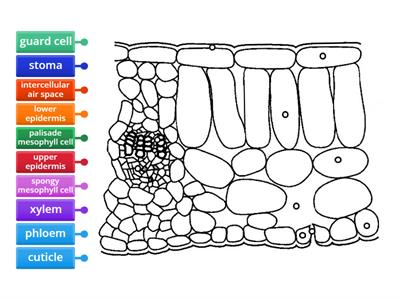 Internal Structure of a Dicot Leaf