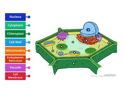 Plant Cell - Label Organelles