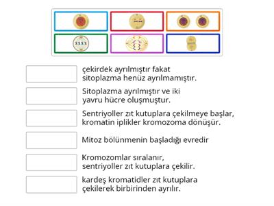 Mitoz Bölünme Evreleri