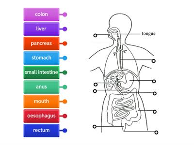 Human Digestive System