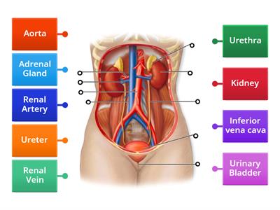 Label the Urinary System