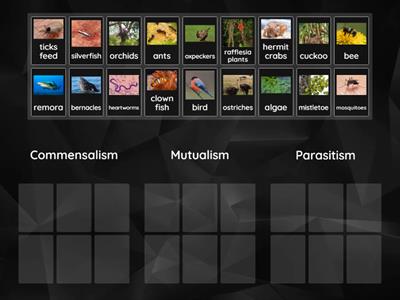 Symbiotic Relationship