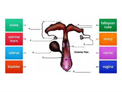 Cow Reproductive System