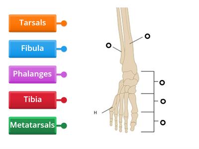 Bones of the Lower Leg and Foot for Pedicure