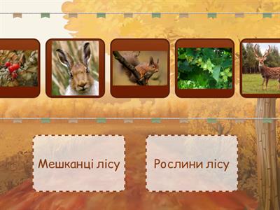 Ліси України