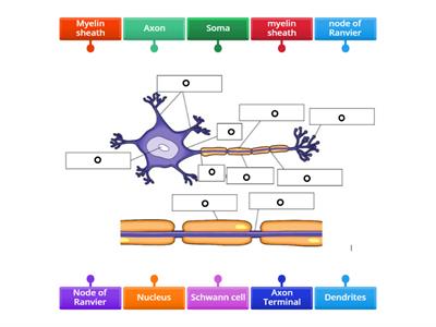 The neuron