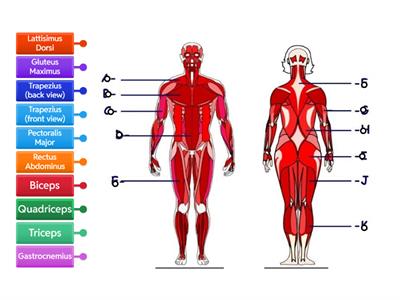 Muscular System