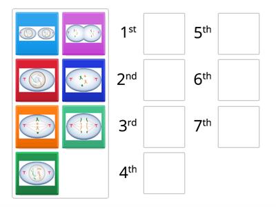 Steps of Mitosis