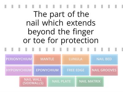 Structure of the nail