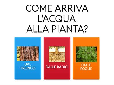 RADICI, TRONCO E FOGLIE