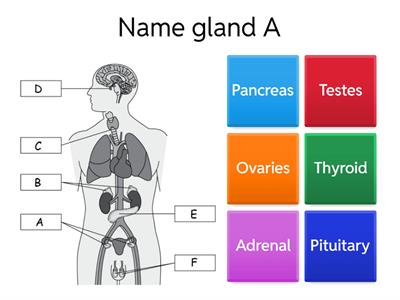 Endocrine system