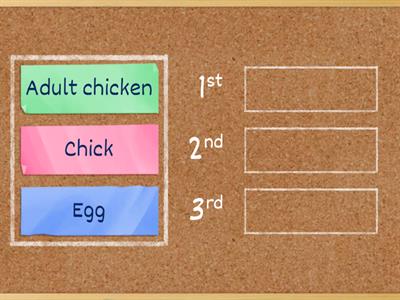 Life cycle of chicken