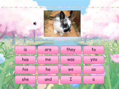 Spring Tricky Words (Unit 4)