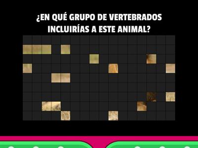 ANIMALES VERTEBRADOS