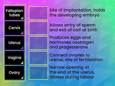 Cow reproductive system - functions