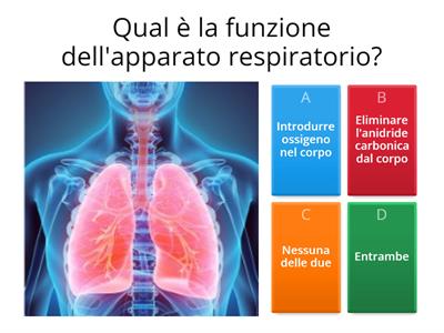 Apparato respiratorio