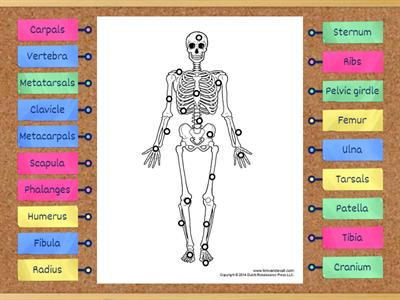 L2 Label the Skeleton