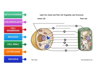 12 Bio -  Plant and Animal Cells